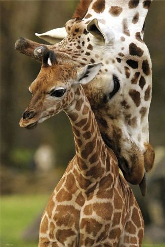 Giraffes by Maxi Posters