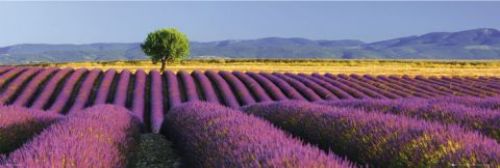 Flowers Lavender Fields by Midi Posters