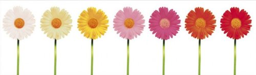 Flowers Gerbera Spectrum by Celebrity Image