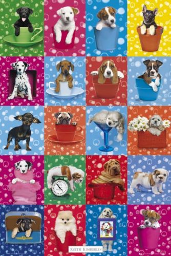 Kimberlin Dog Collage by Maxi Posters