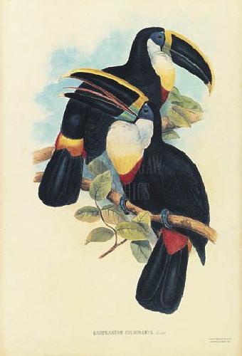 Toucan Pair I by Walton