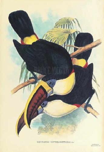 Toucan Pair II by Walton