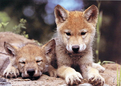 Wolf Puppies Howling. Spring Wolf Pups by Art Wolfe