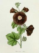 Knorr art print