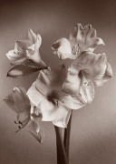 Bill Philip art print