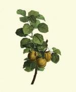 Pancrace Bessa art print