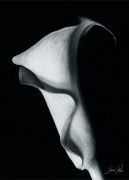 Bruce Rae art print