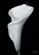 Bruce Rae art print