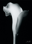Bruce Rae art print