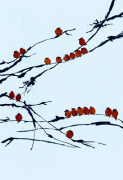 Jenny Tsang art print