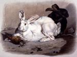 Louis Soulange Teissier art print