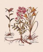 Basilius Besler art print