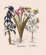 Basilius Besler art print