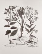 Botanical V art print