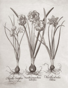 Botanical VI art print