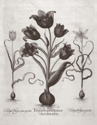 Botanical VII art print