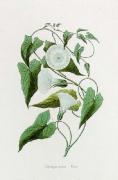 Knorr art print