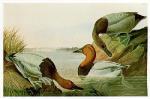 John James Audubon art print
