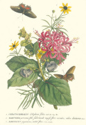 Georg Dionysus Ehret art print