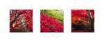 Bill Philip art print
