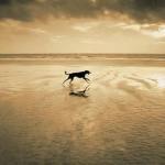 Jo Crowther art print