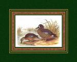 Henry Jones art print