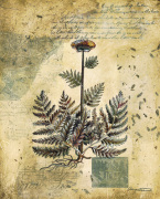 Joseph Augustine Grassia art print