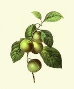 Pierre Joseph Celestin Redout� art print