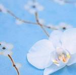 Bill Philip art print
