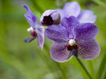 Lavender Purple Orchid art print