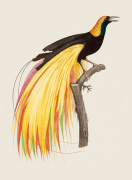 Jacques Barraband art print