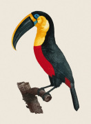 Jacques Barraband art print