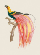 Jacques Barraband art print