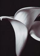 Bill Philip art print