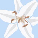Emily Burrowes art print