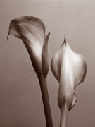Bill Philip art print