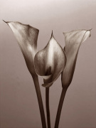 Bill Philip art print