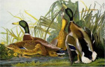 John James Audubon art print