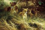 Dick Van Heerde art print