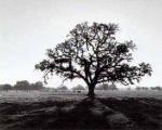 Ansel Adams art print
