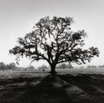 Ansel Adams art print