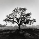 Ansel Adams art print