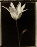 Tom Baril art print