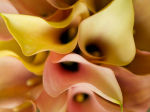 Assaf Frank art print