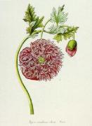 Knorr art print