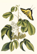 Marc Catesby art print