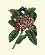 Georg Dionysus Ehret art print