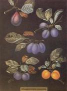 George Brookshaw art print