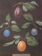 George Brookshaw art print