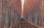 Ernst Haas art print